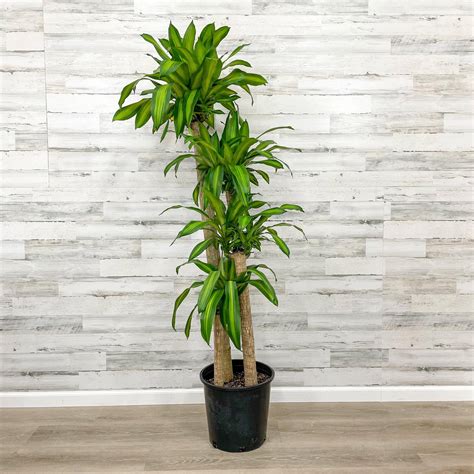 Corn Plant Dracaena Care