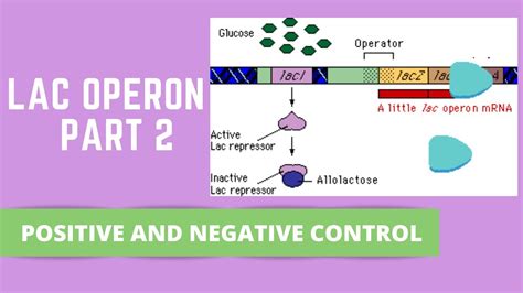 Image result for ATH Operon Positive Control