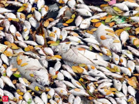 Hundreds of dead fish wash ashore on Bengaluru lake - The Economic ...