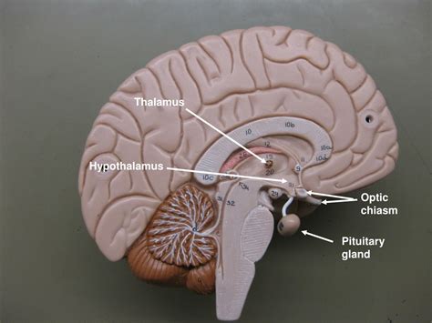 PPT - Neuron Model PowerPoint Presentation, free download - ID:333677