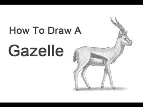 How to Draw a Gazelle - YouTube