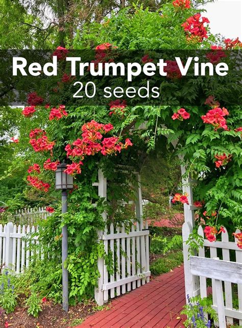 Red Trumpet Creeper Vine - 20 Seeds - Campsis Radicans - Organically ...