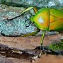 Image result for Minconioides