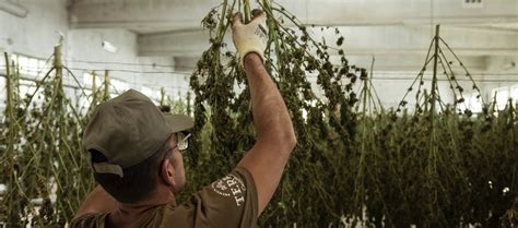 Image result for Marijuana Drying Methods