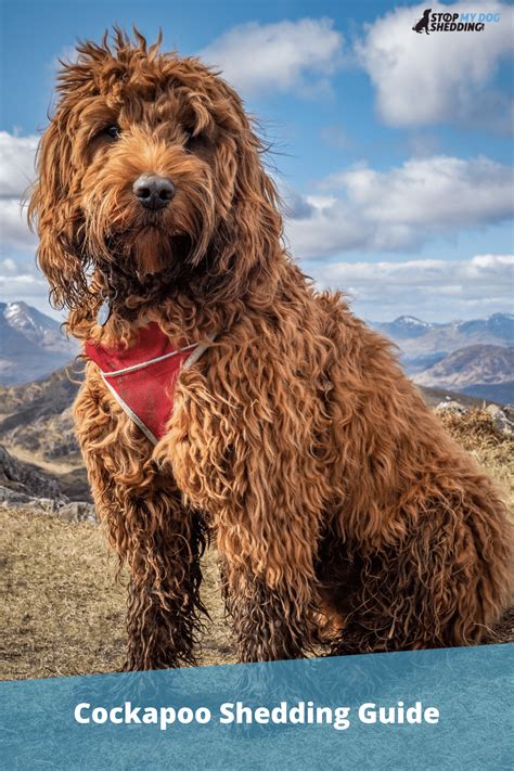 Image result for Cockapoo Shedding