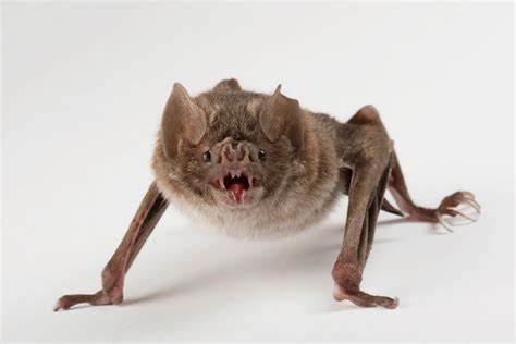 Vampire Bats Feeding Video