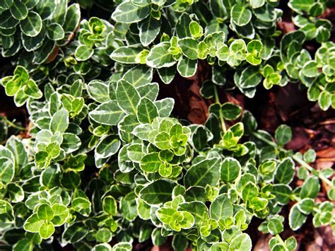 8 Best Small Evergreen Shrubs