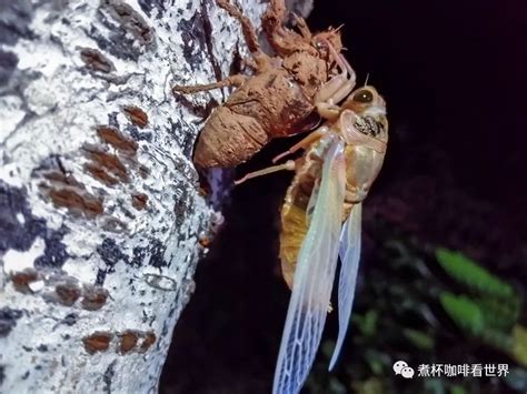 野生金蝉什么时候出土 野生金蝉的出土时间 - 说植物