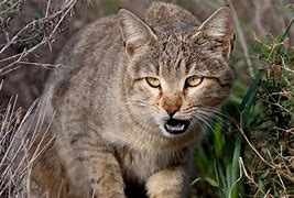 Image result for 野猫