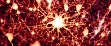 Image result for Astrocyte