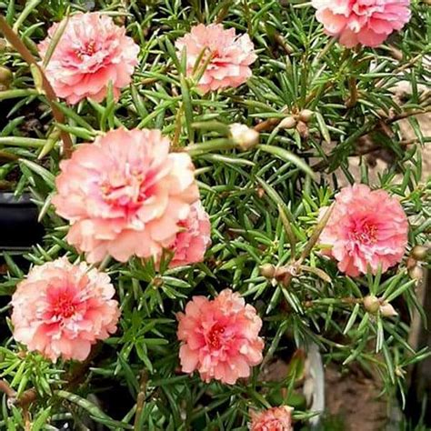 Buy Peach portulaca grandiflora Moss rose Plant Online - Urban Plants™