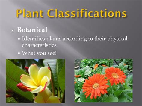 Plant Classifications Explained 的图像结果