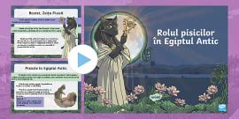 Totul despre pisici | Teaching Wiki | Twinkl România