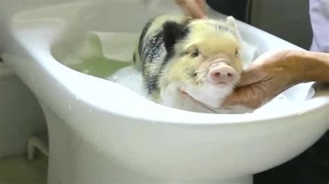 一只猪洗澡图片表情包-千图网