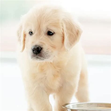 A Guide to Expert Puppy Nutrition: Birth to Adulthood