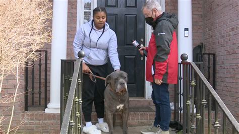 Their owner is accused of abusing them. Two years later, the dogs are ...