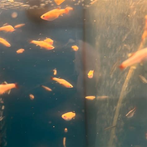 White Cloud Mountain Minnow