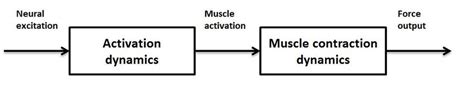 Image result for What Is Muscle Architecture Force Generation