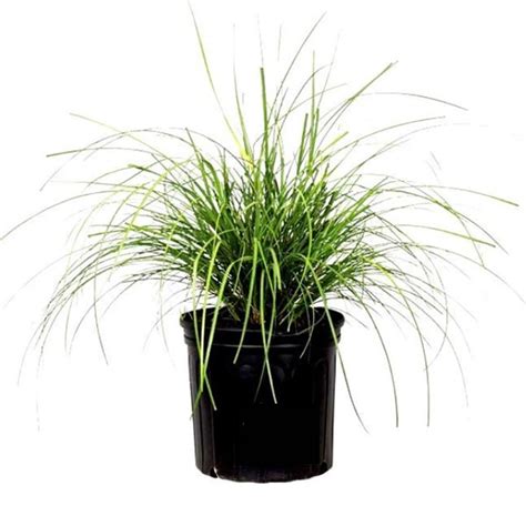 Khus Plant - Vetiver, Medicinal Plants, Herb Plants - Online Plants Cart