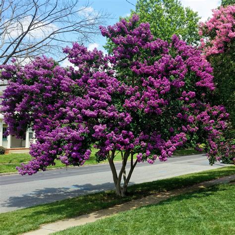 Crape Myrtle (Twilight)