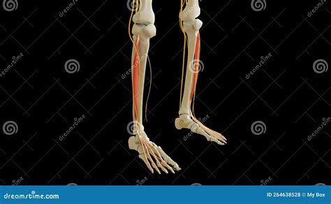 Image result for Extensor Digitorum Longus Muscle Function