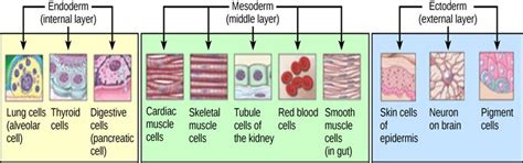 Gastrulation and formation of the placenta — lesson. Science State ...
