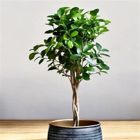 IndNursery Chinese Banyan Live Plant for Bonsai Without Pot (In Grow ...