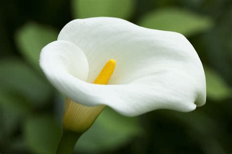 Calla Lily | Shutterbug
