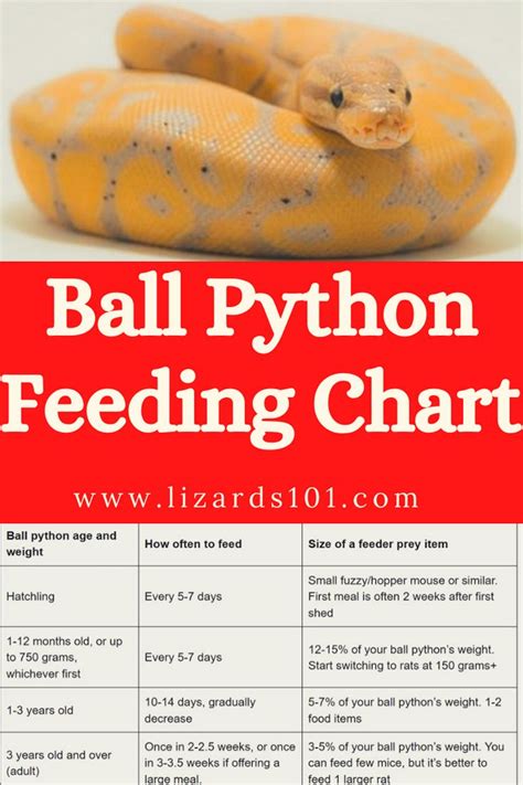 Children's Python Feeding 的图像结果