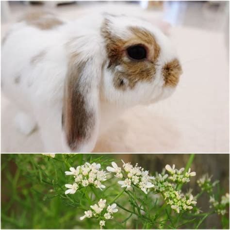 Can Rabbits Eat Cilantro? - Everything Bunnies