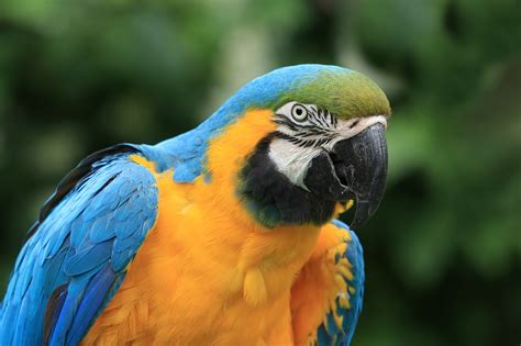 Image result for Bird Simple Parrot Image