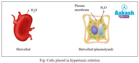 Definition of Osmosis in Biology: Definition, Types and Importance | AESL