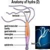 sketch lable diagram and classify in hydra - Brainly.in