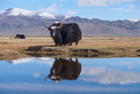 Yaks in Tibet: Wild Yaks and Domestic Yaks - Wonders of Tibet