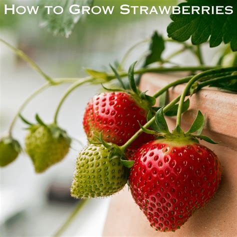 Pounds in a Quarter of Beef - How to Buy a Quarter of Beef Cow