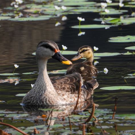 Vetal Tekdi: Pune's Last Green Bastion - Check Stunning Photos Inside