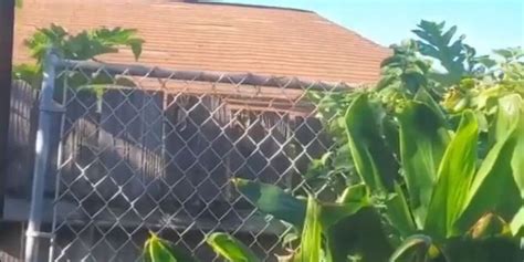 Fugitive captured after leaping from rooftop to rooftop in hopes of ...