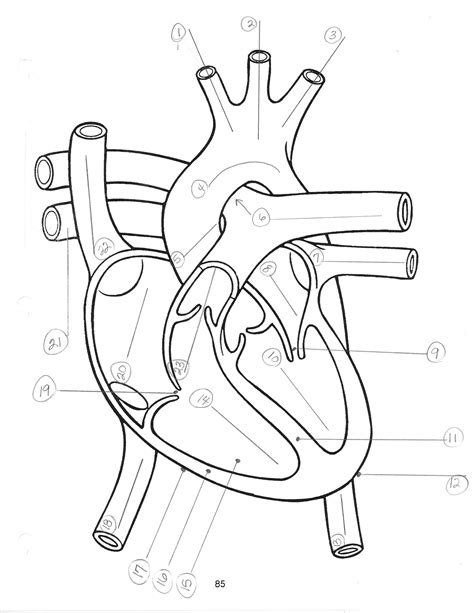 Printable Heart Diagram