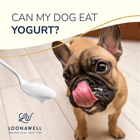 Can My Puppy Have Plain Greek Yogurt at Noah Stretch blog