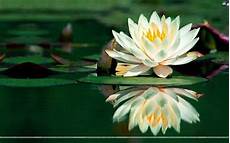 fiore di loto significato giapponese simbologia giapponese significato fiori simbologia fiore di loto significato giapponese simbologia giapponese significato fiori simbologia
