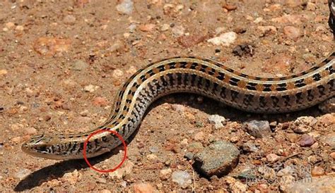 蛇的祖先是什么动物?长有2厘米腿(蜥蜴和蛇的过渡种)_探秘志