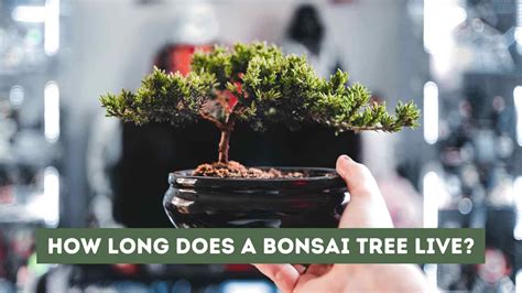 How Long Does a Bonsai Tree Live? (Explained)