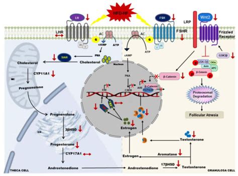 Cells | Special Issue : Molecular Targets for Autophagy in Cancer Treatment