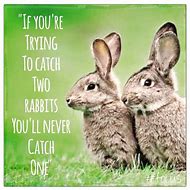 Image result for Funny Rabbit Quotes