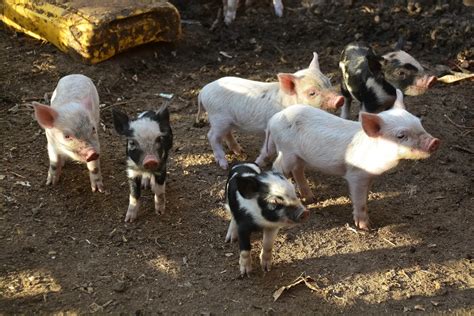Do Pigs Sweat? How to Keep Your Pigs Cool During the Summer — J&R ...
