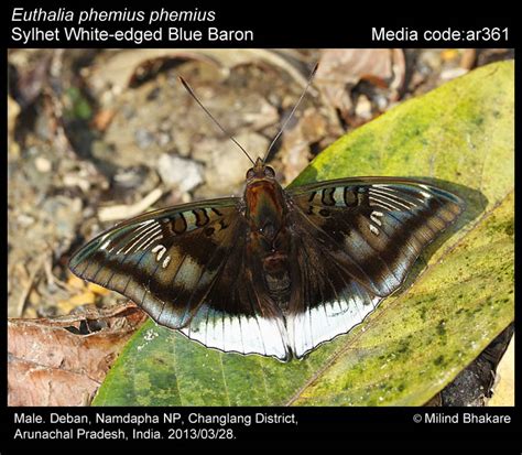 Euthalia phemius (Doubleday, [1848]) - White-edged Blue Baron | Butterfly