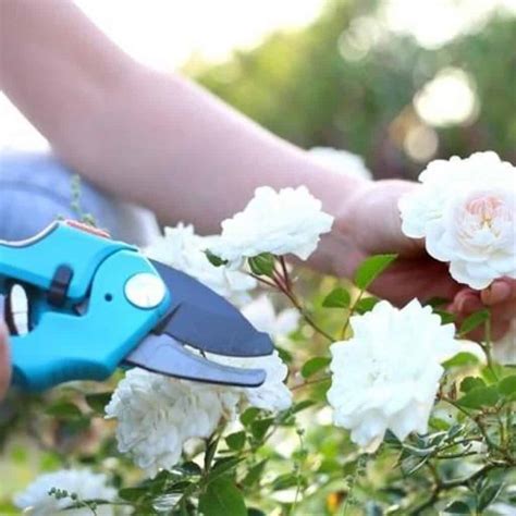 How To Prune Knockout Roses - [5 Video Tips]