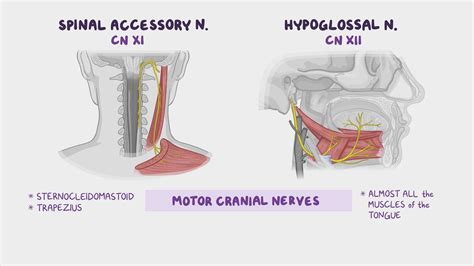 Video: Anatomy of the spinal accessory (CN XI) and hypoglossal (CN XII ...