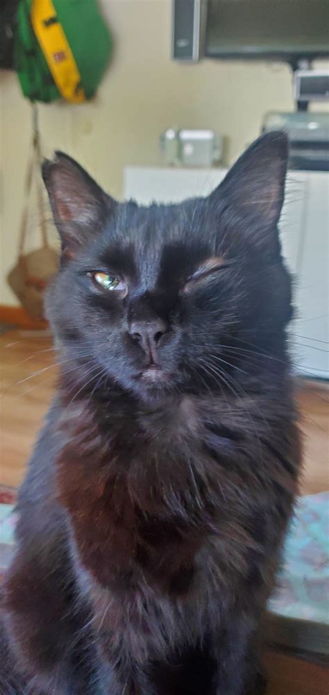 Cats eye swollen shut : r/cats