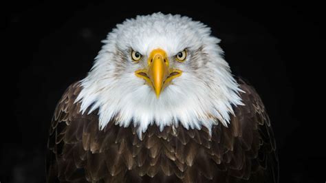 40+ Best Eagle Jokes - Worst Jokes Ever